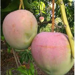 cây giống xoài úc