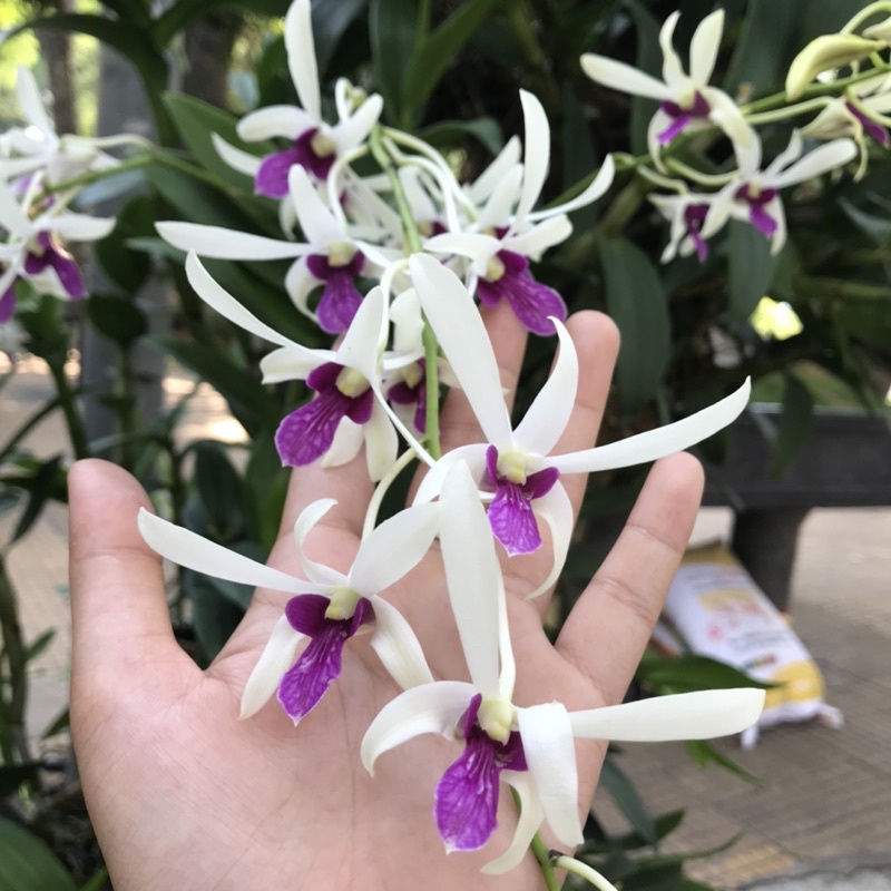 Dendro Bà Liễu Cây Giống Dễ Trồng, Thơm