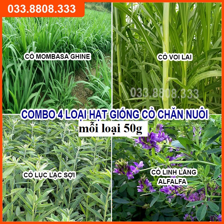 4 Loại Hạt Cỏ Chăn Nuôi Tôt Nhất - Cỏ Voi Lai, Mombasa Ghine, Lục Lạc Sợi, Alfalfa Linh Lăng (mỗi loại 50g)