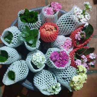 Combo 7 cây sống đời giống cánh kép