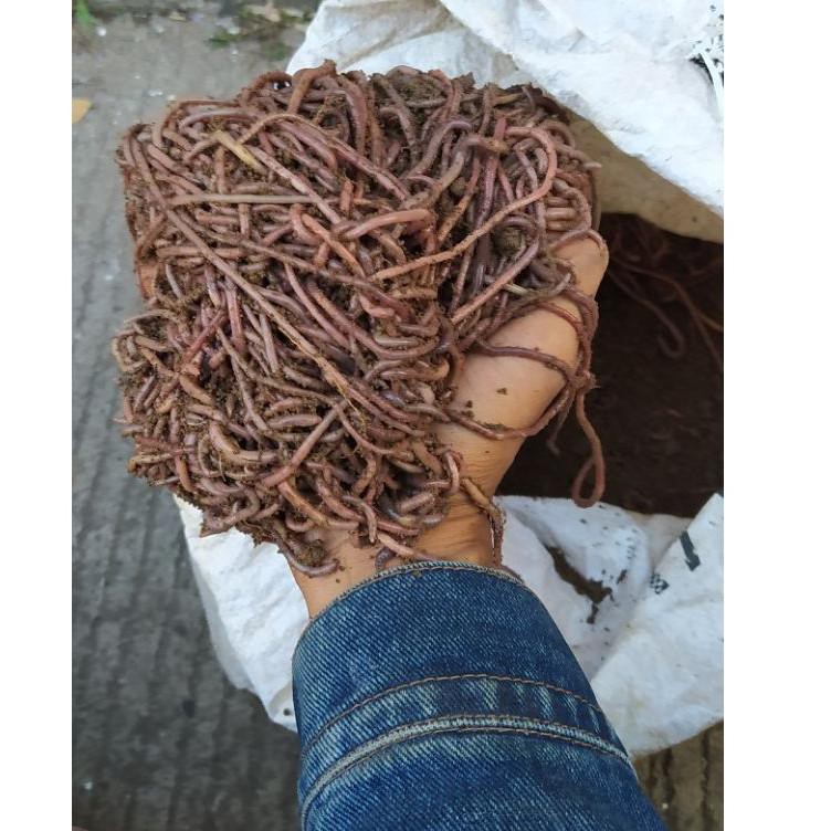 Dụng cụ đựng mồi câu cá hình trái đất dung tích 1kg