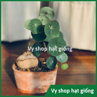 Củ bình vôi Thái (Đồng tiền Thái) - Stephania Erecta nhập Thái Lan