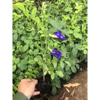 Cây giống hoa đậu biếc kép mua 10 cây tặng 1 cây