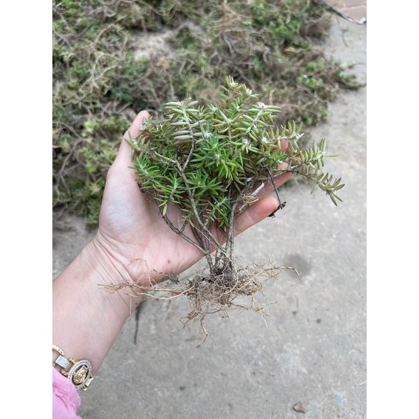 Cây Hoa mười giờ Nam Phi