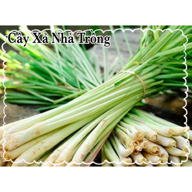 Xả nhà trồng(1ky)