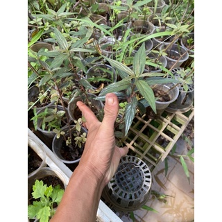 Cây cỏ dòi thân tím