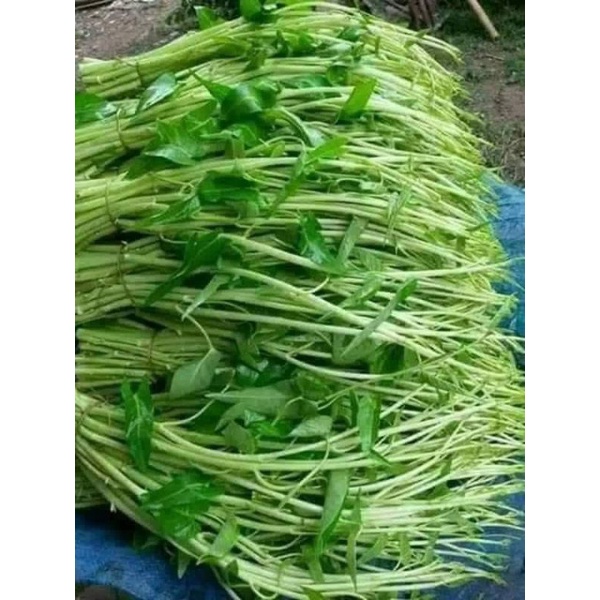 Hạt giống rau muống siêu ngọn Thái Lan 10gr, rau muống chum, rau muống nước
