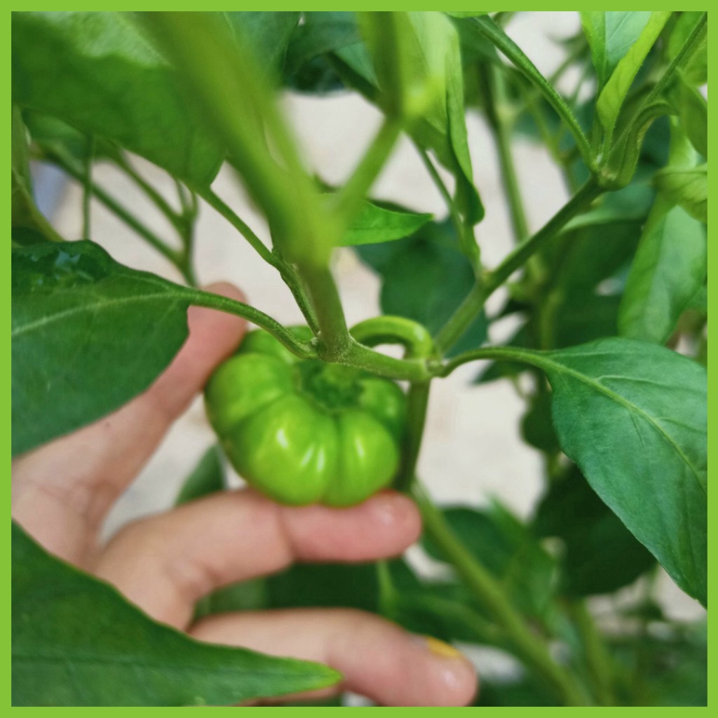 Cây ớt bí ngô đang trái - Pumpkin pepper -bansilehatgiongraumam