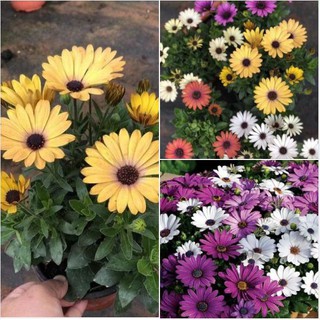 Hạt giống hoa Hoa Cúc châu phi nhiều màu  – 20Hạt