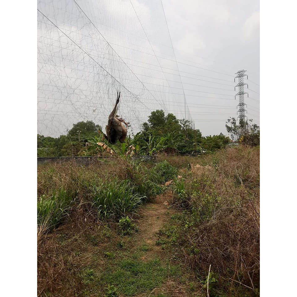 Lưới bẫy chim tàn hình dài 20m mắt 3p đánh ri,khuyên,sâu,hút mật,sẻ chào mào