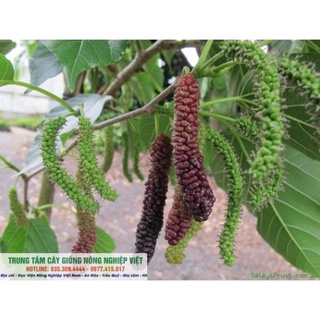 Cây Giống Dâu Quả Siêu Dài
