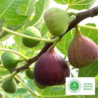 10 Hạt giống Sung Mỹ ngọt (tặng gói Kích nẩy mầm và Hướng dẫn) THUTHUY