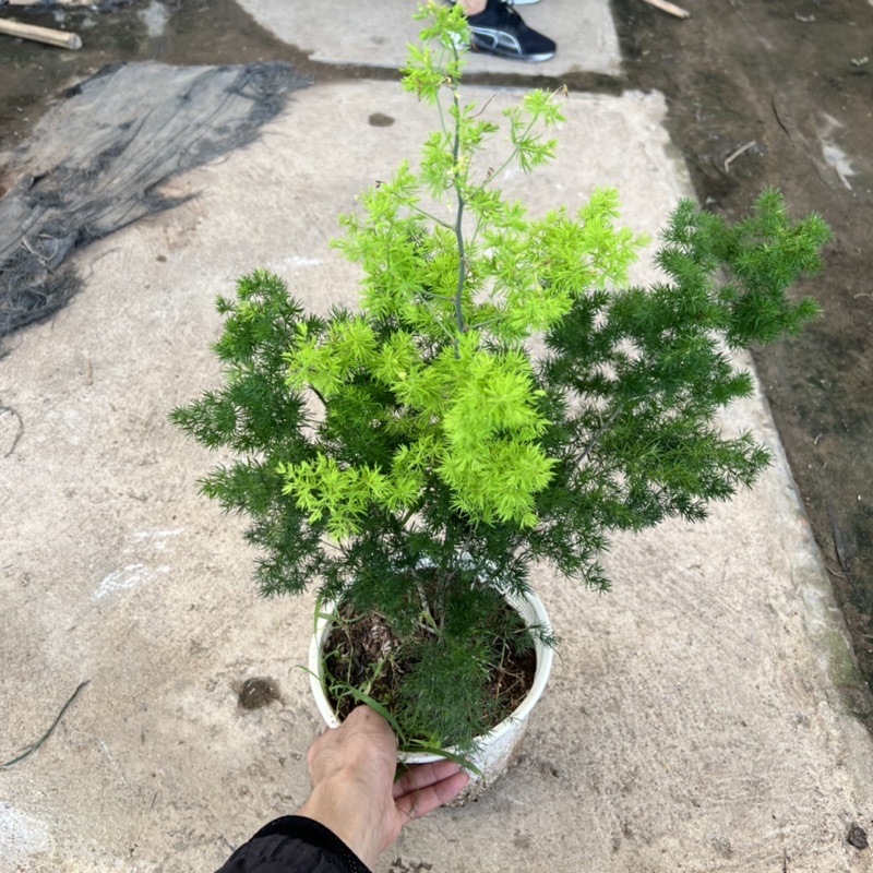 Cây tùng nhỏ cao 25-30cm, cây phong thủy để bàn trang trí nội thất, ban công tượng trưng sự ngay thẳng