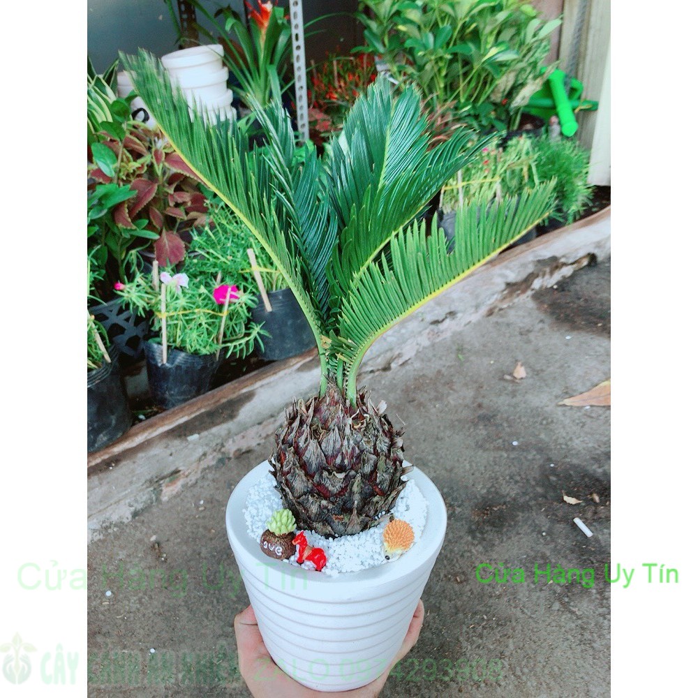 Chậu cây vạn tuế tiểu cảnh