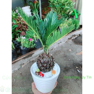 Chậu cây vạn tuế tiểu cảnh