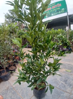 Cây quất ngọt