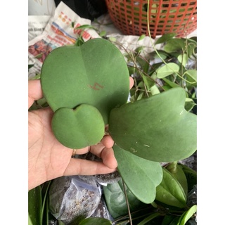 Cây giống cẩm cù lá tim