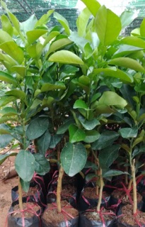 Cây giống Bưởi Da Xanh