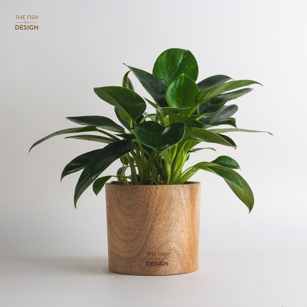 Chậu cây đế vương xanh | THE FISH SIZE L