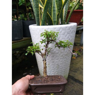 Mai chiếu thủy bonsai mini