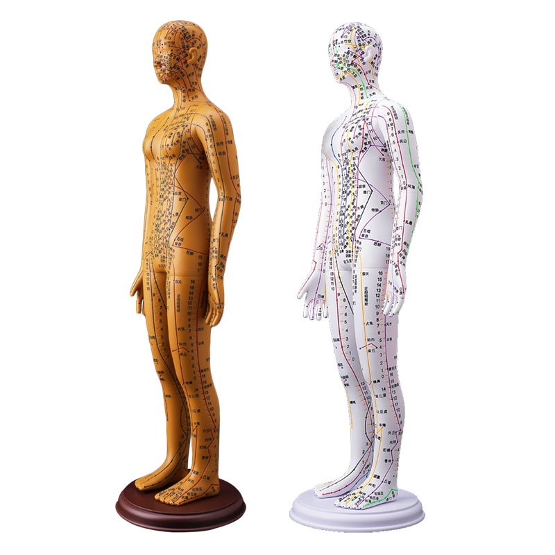 ✅Zhenghe Mô Hình Châm Cứu Cơ Thể Người Mẫu Mười Hai Người Mẫu Mã Trung Quốc Châm Cứu Da Nhỏ