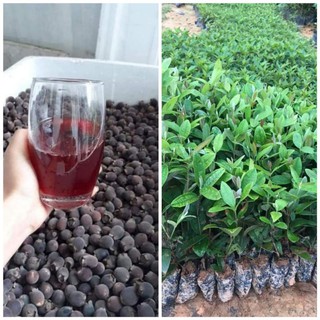 com bo 10 cây sim rừng