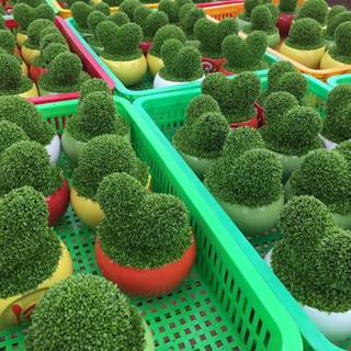 Hạt Giống Cỏ May Mắn