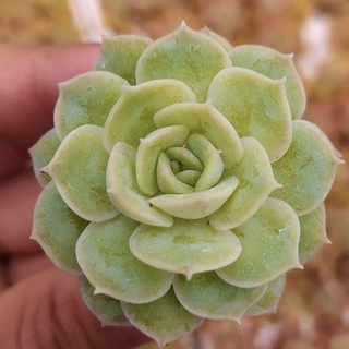 Sen đá ngọc bích size mini thuần khí hậu, siêu xinh, siêu khỏe lỗi 1 đổi 1 - vườn sen đá