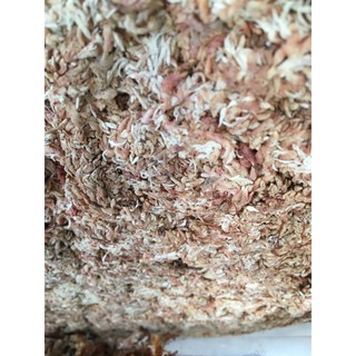 Dớn con sâu Chi lê gói 100gr