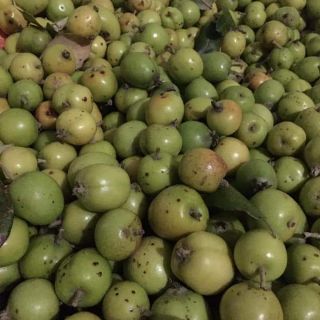 Shop sỉ toàn quốc giá rẻ 1kg táo mèo tươi
