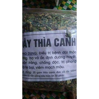 Cây thìa canh (Trị bệnh tiểu đường, Ổn định đường huyết, giảm mỡ máu, điều trị cao huyết áp )