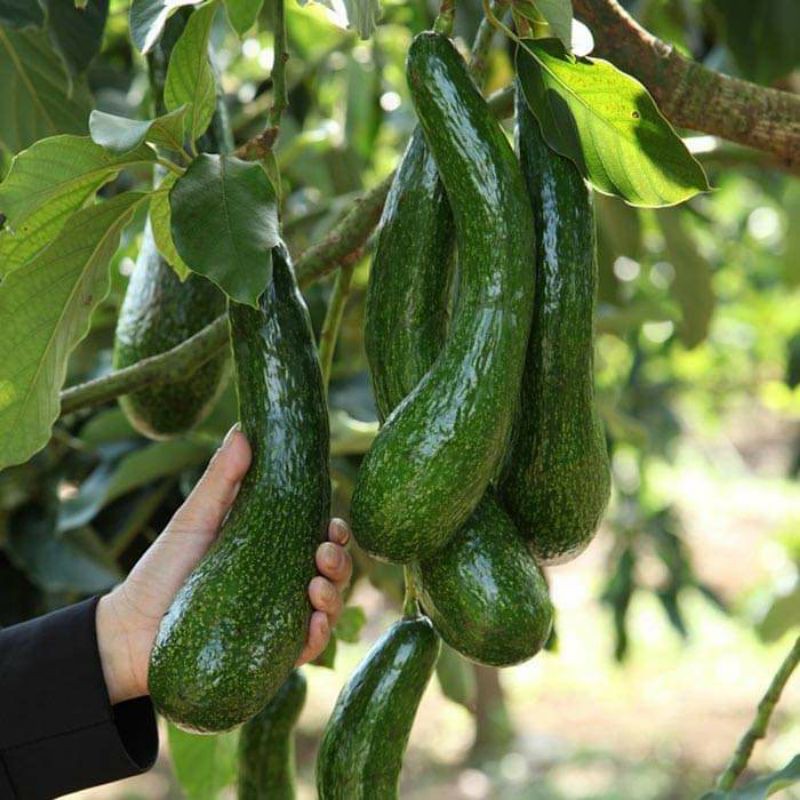 Cây bơ 034 giống chuẩn