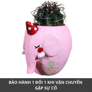 [ Quà Tặng Kèm ] chậu cây voi hồng