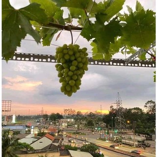 05 Cây nho Xanh Ninh Thuận 🌳 MUA 5 TẶNG 1 🌳 Cây Giống nho Xanh