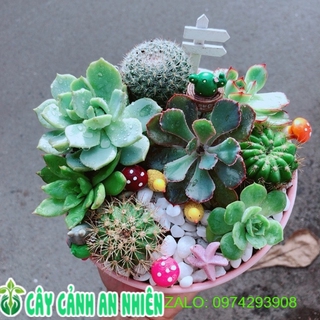 Chậu sen đá tiểu cảnh