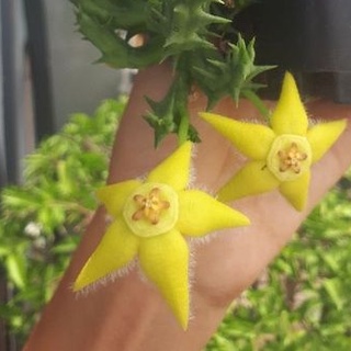 Xương rồng sao biển Orbea Semota var Lutea