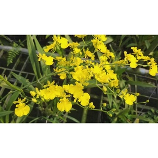 Cây hoa lan vũ nữ các loại