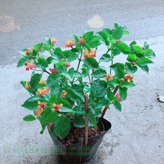 Hoa ngũ sắc