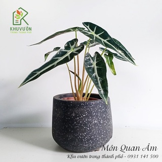 Chậu Môn Quan Âm Để Bàn