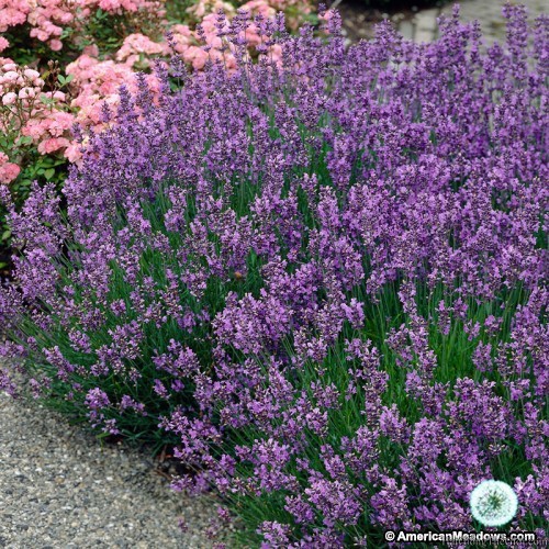 50h Hạt Giống Hoa Oải Hương Lavender (C1.204| B6*V13)