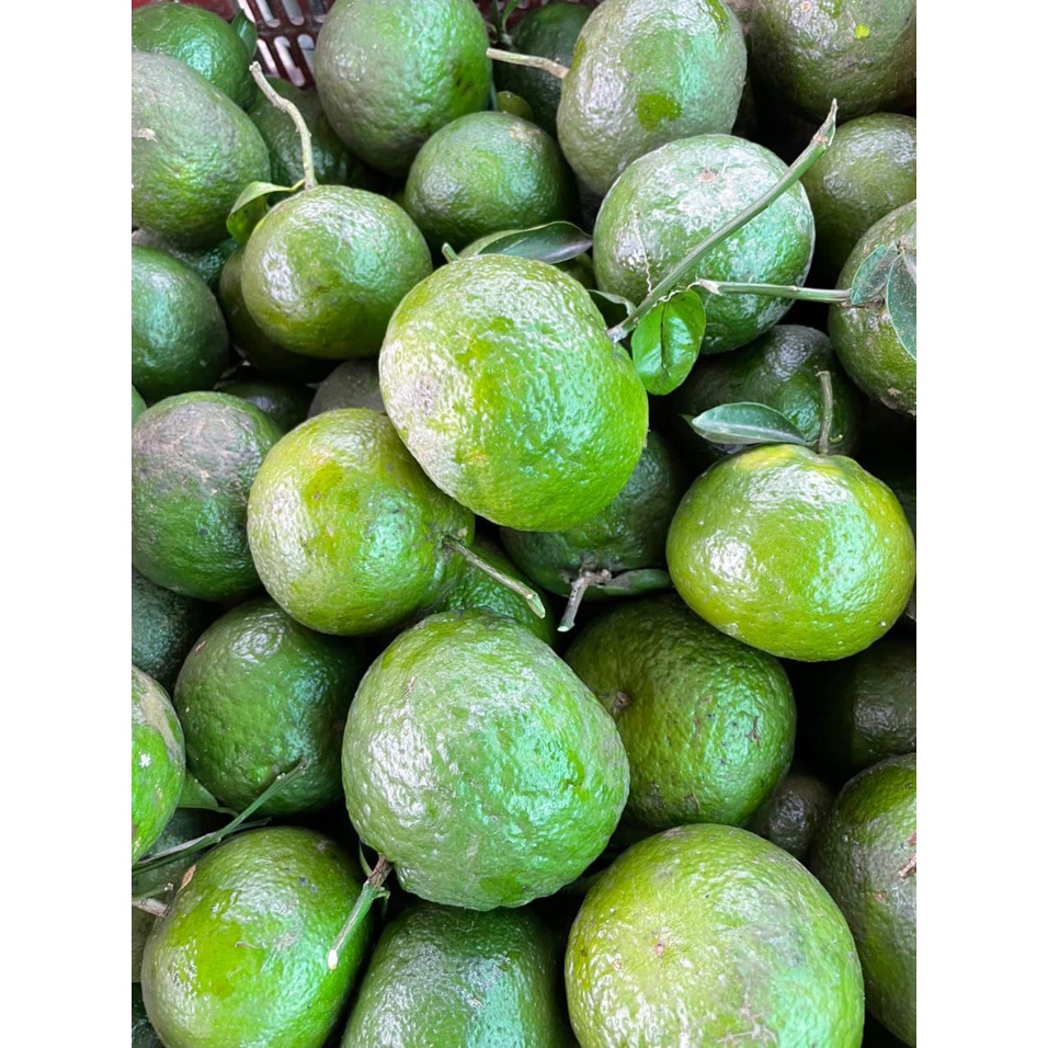 Cam sành loại 1 Vĩnh Long 3-4 trái/kg ngọt thanh mọng nước, chỉ giao hỏa tốc HCM