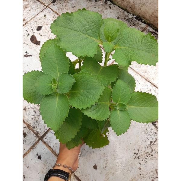 Chậu, Cây giống húng chanh