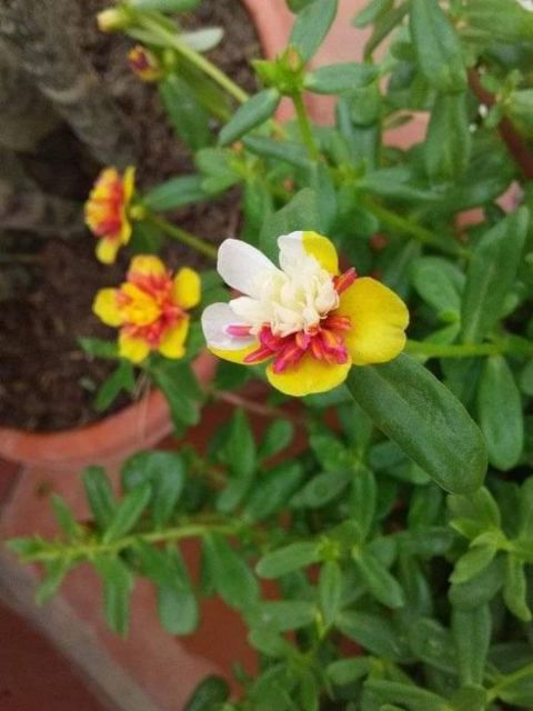 Hoa Sam và Hoa Mười Giờ 10h_ Cành giống  1kg 50k