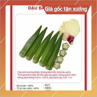 Hạt giống Đậu Bắp Xanh 10gram Hạt giống