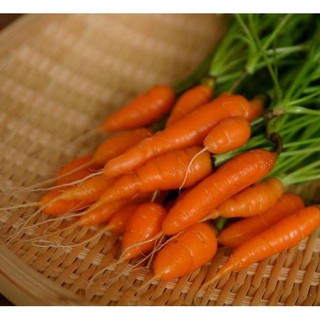 HẠT GIỐNG CÀ RỐT TÍ HON .