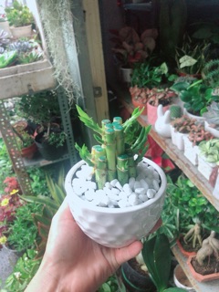 Chậu Cây Trúc Phát Tài