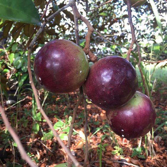 CÂY VÚ SỮA MICA