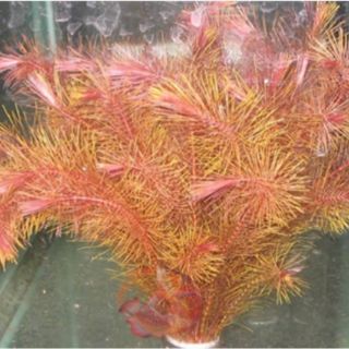 Rong Chỉ đỏ - Rotala wallichii