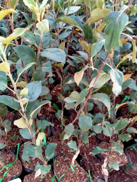 CÂY GIỐNG TÁO ĐỎ NHẬP KHẨU NGUYÊN CÂY