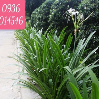 Cây Bạch Trinh Biển (Combo 3 bầu)